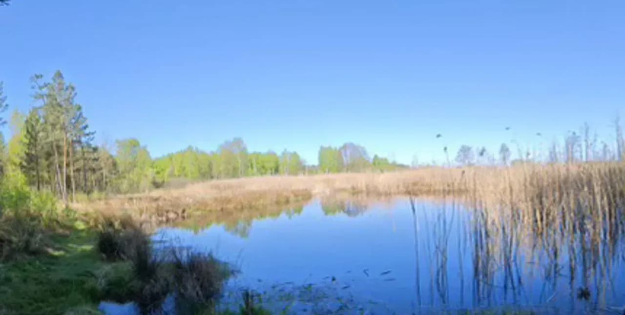 siedlisko dom z lasem i stawem 3,689 ha - zdjęcie 2